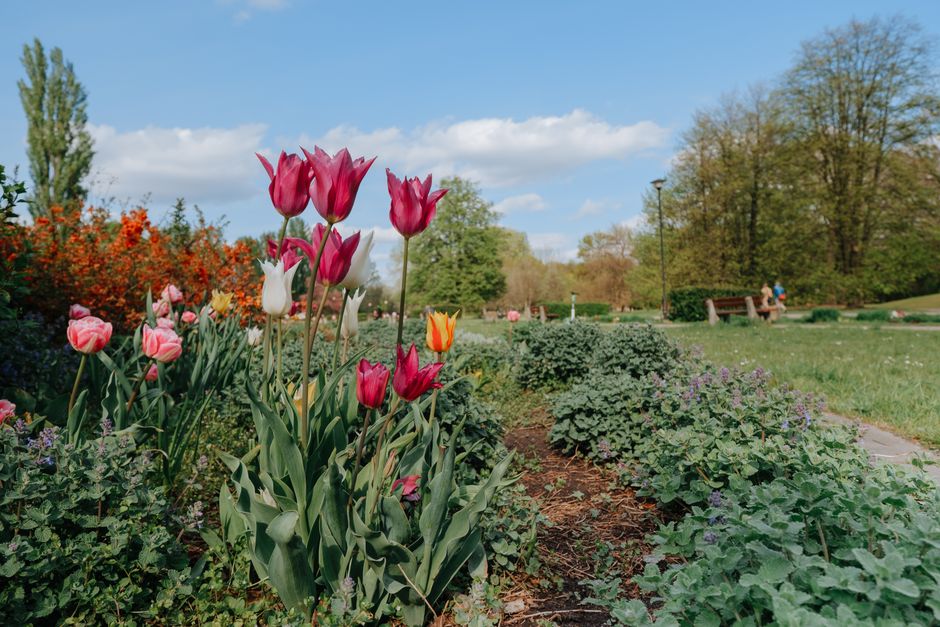 A vibrant flower bed in a public park featuring a variety of tulips in shades of pink, red, white, and yellow, with some petals showing delicate textures. The flowers are arranged in a dense cluster, 