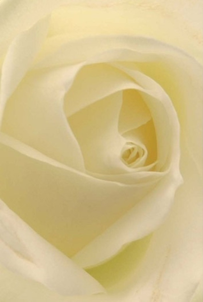 Peering closely at this exquisite white rose, one becomes immersed in the interplay of softness and intricate layering within each petal-a true hallmark of Croydon's floral artistry. The creamy, ivory petals blend harmoniously, softly bathed in ambient shop light that echoes the gentle glow of a lazy afternoon near Wandle Park. Each carefully spiraled curve suggests purity and resilience, lending this rose not only visual beauty but also emotional depth, perfect for expressing sincere apologies, heartfelt congratulations, or as a centrepiece for a local Croydon wedding. Subtle gradations in colour and wisps of shadow give the impression that the flower is quietly illuminated from within. The bloom radiates a clean, soothing aura, its elegant spiral speaking to generations of careful hands and creative vision at Croydon Flowers. The sensation is calming and serene-a reminder that, whatever the occasion, an expertly crafted bouquet from one of Croydon's respected florists can bring tranquillity and grace to any heartfelt moment.